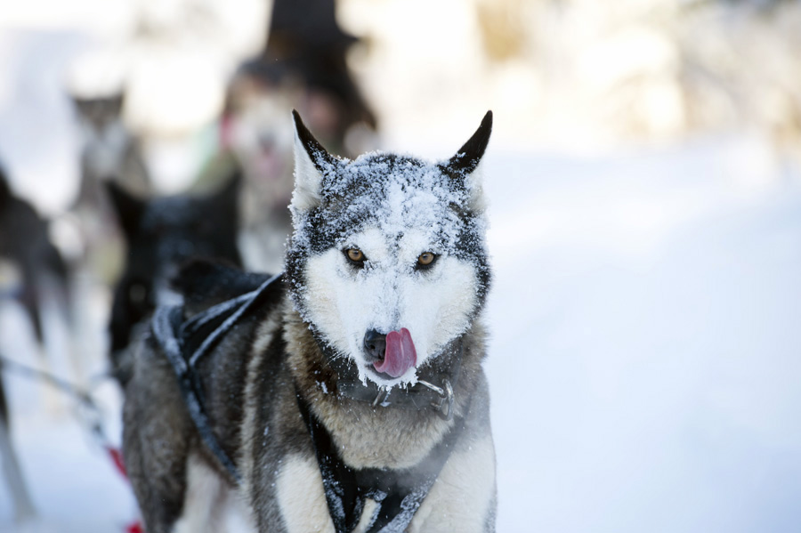 Sled dogs